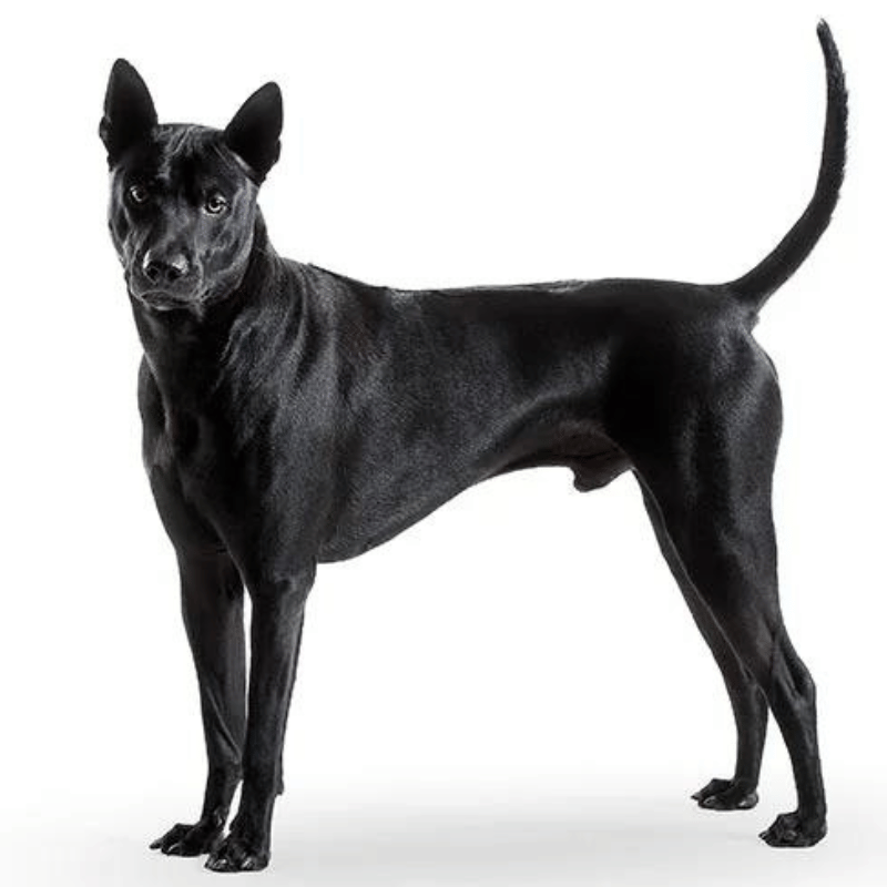 Thai ridgeback dog-hunderase profilbilde hobbyhund rase database