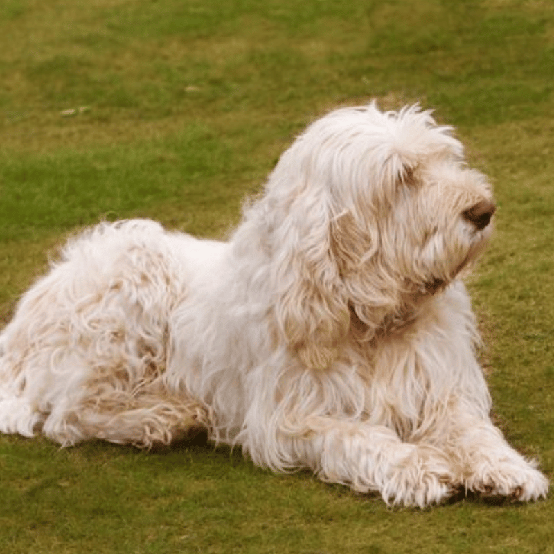 Italiensk Spinoe-hunderase profilbilde hobbyhund rase database