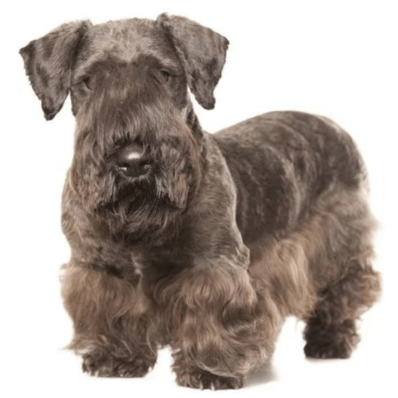 Cesky terrier-hunderase profilbilde hobbyhund rase database