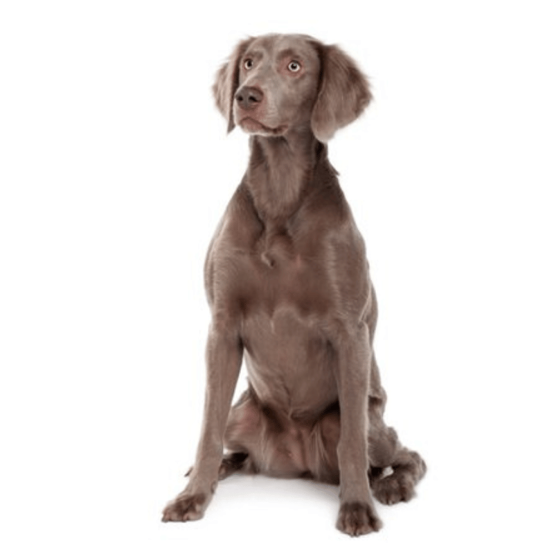Weimaraner langhåret-hunderase profilbilde hobbyhund rasedatabase