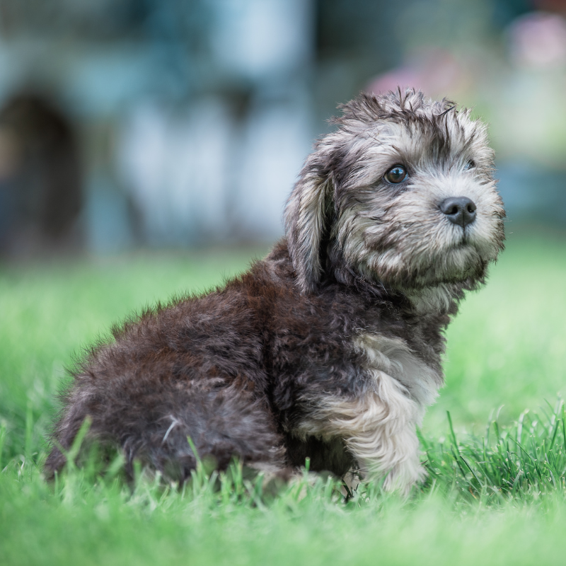 Dandie dinmont terrier-hunderase profilbilde hobbyhund rasedatabase