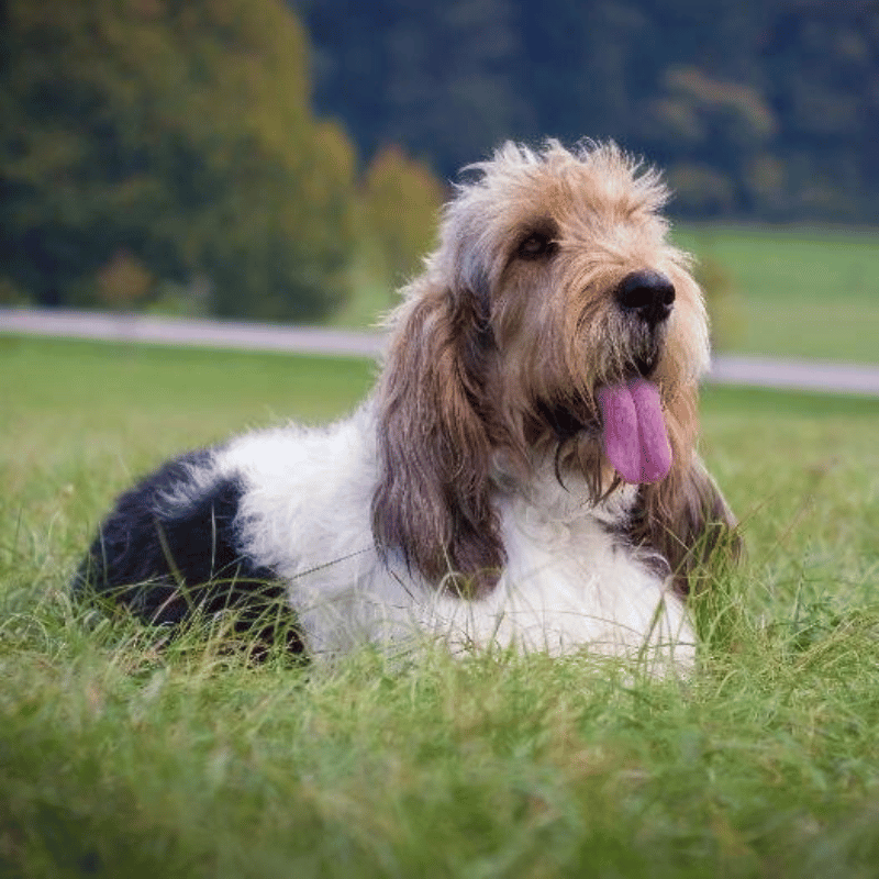 Grand Basset griffon vendeen-hunderase profilbilde hobbyhund rase database