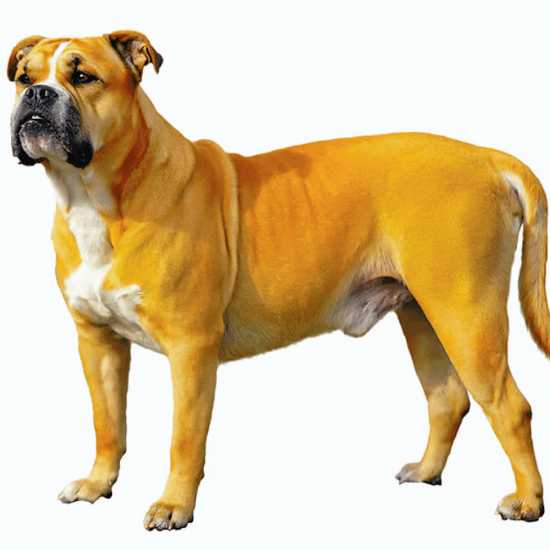 Pero dogo mallorquin-hunderase profilbilde hobbyhund rase database