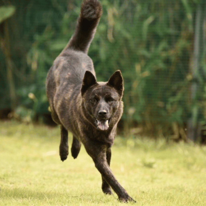 Kai (hund) som løper