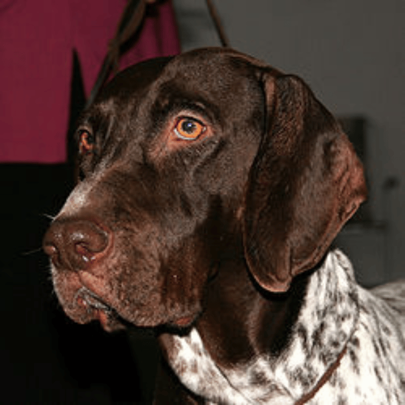 Gammel Dansk Hønsehund-hunderase profilbilde hobbyhund rase database