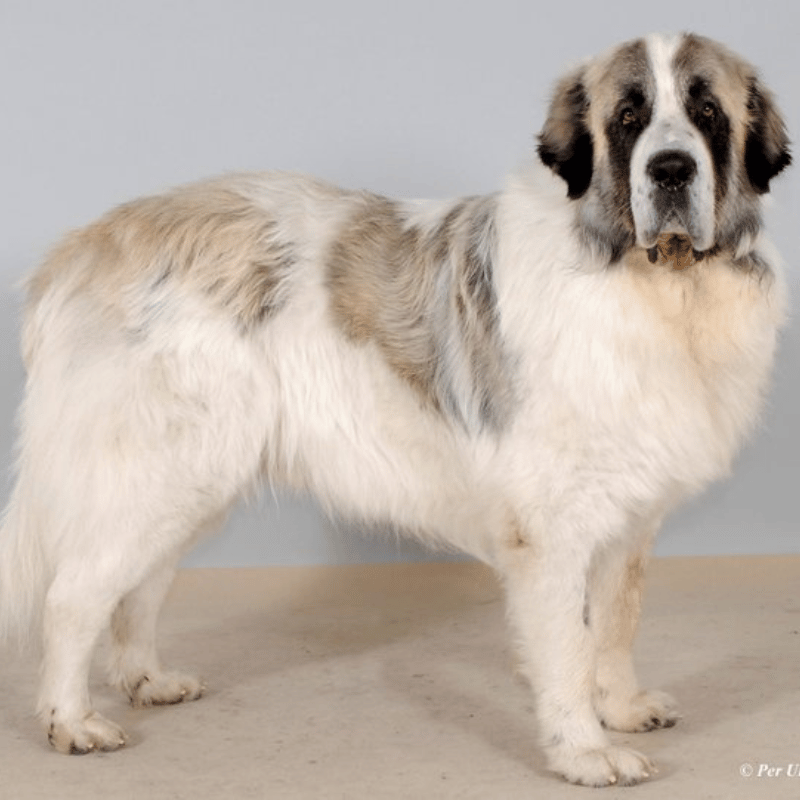 Pyrenisk mastiff-hunderase profilbilde hobbyhund rase database