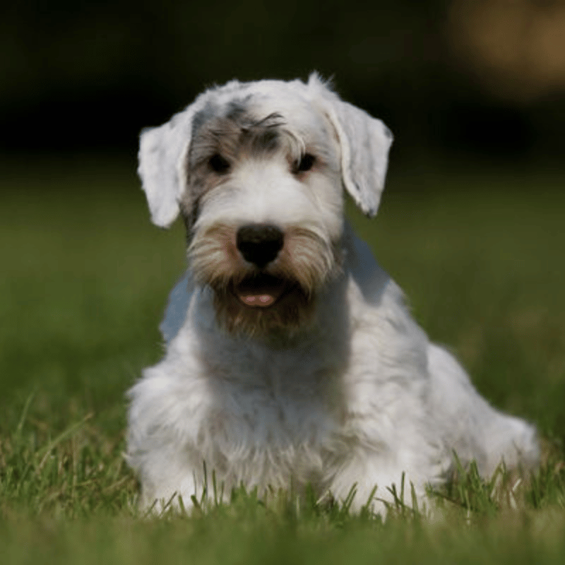 Sealyham Terrier som ligger i gress