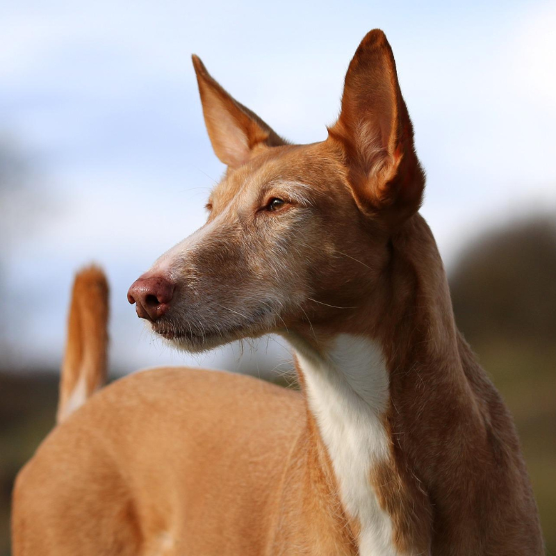Podenco ibicenco glatthåret-hunderase profilbilde hobbyhund rasedatabase