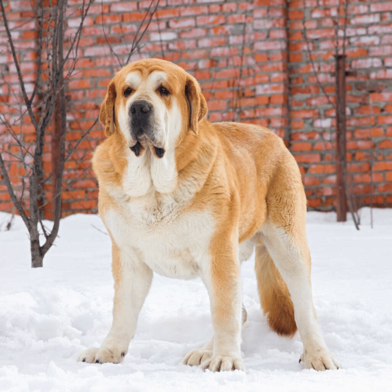 Spansk Mastiff-hunderase profilbilde hobbyhund rase database