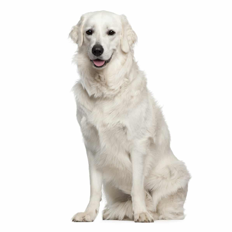 Kuvasz-hunderase profilbilde hobbyhund rasedatabase