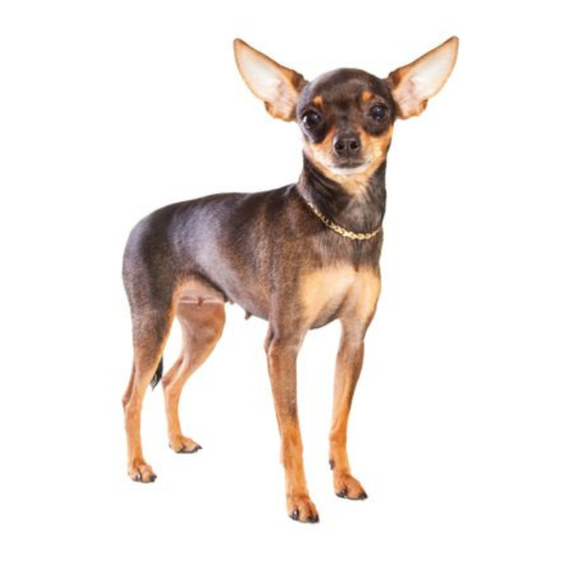 Russian toy-hunderase profilbilde hobbyhund rasedatabase