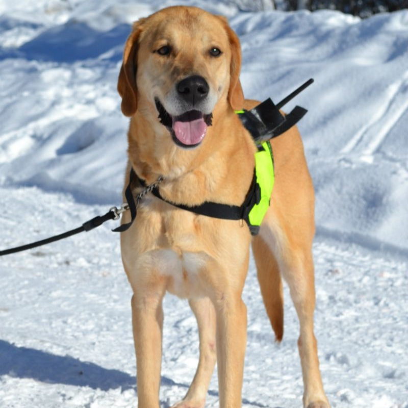 Russisk støver-hunderase profilbilde hobbyhund rasedatabase