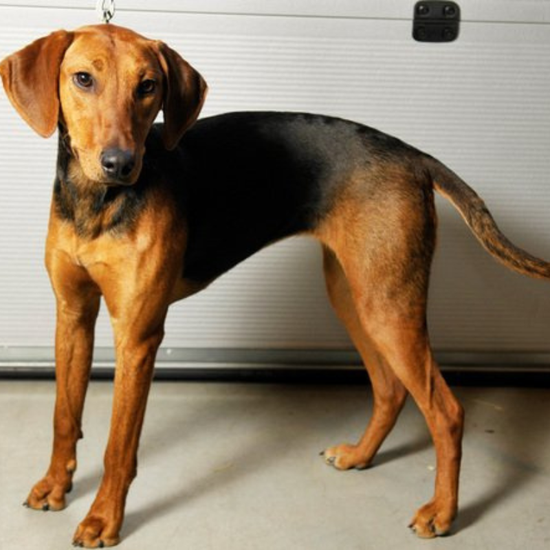 Schillerstøver-hunderase profilbilde hobbyhund rasedatabase