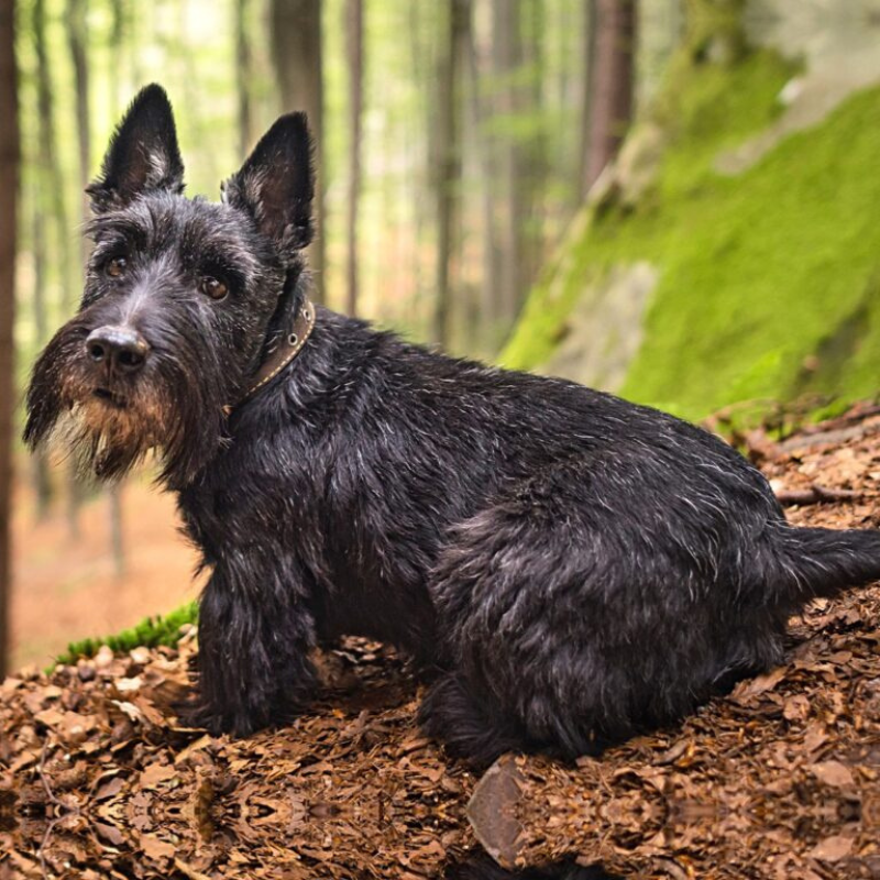 Skotsk terrier-hunderase profilbilde hobbyhund rasedatabase