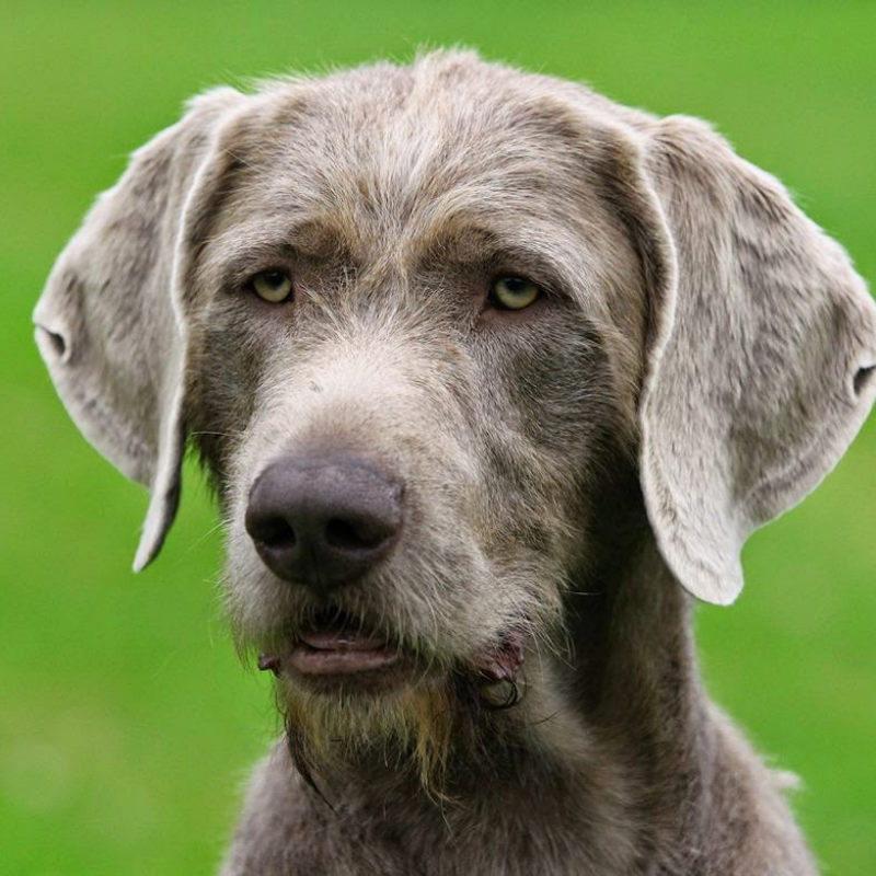Slovakisk Vorstehhund Strihåret raseprofil bilde