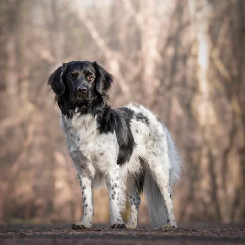 Stabijhoun - hunderase profilbilde hobbyhund rasedatabase