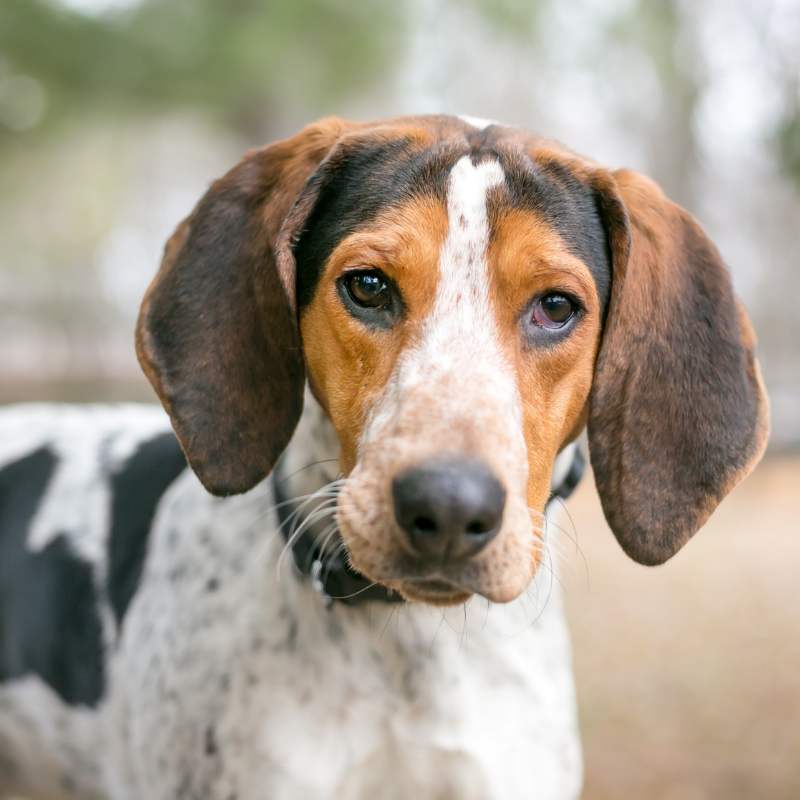 Treening walker coonhound-hunderase profilbilde hobbyhund rasedatabase