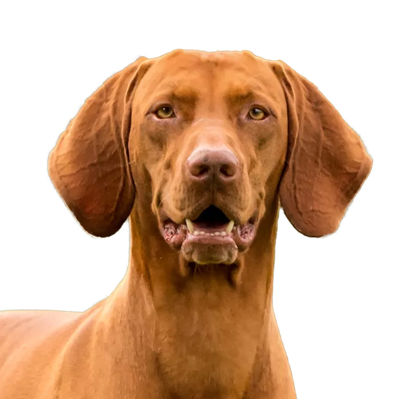 Ungarsk Vizsla Korthåret ​-hunderase profilbilde hobbyhund rasedatabase
