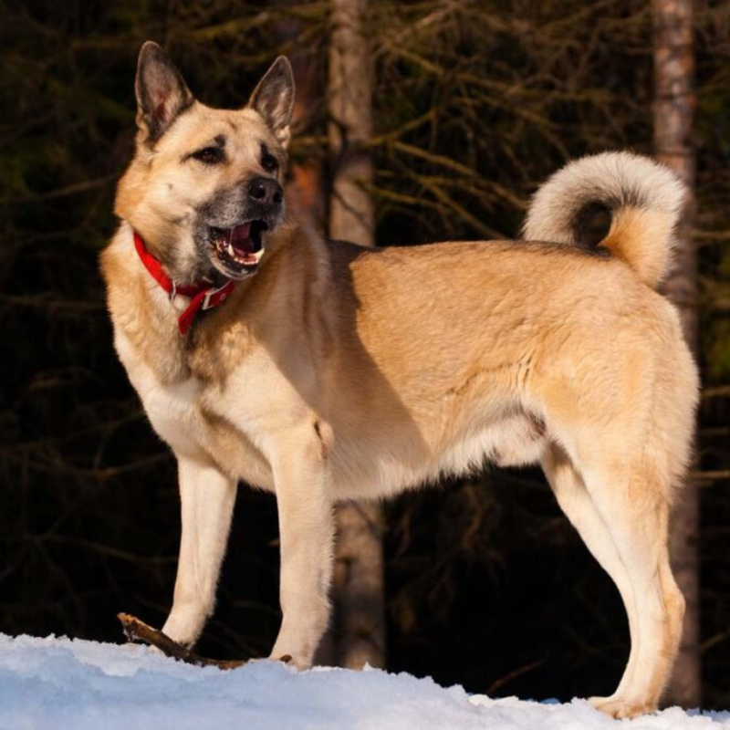 Vestsibirsk laika-hunderase profilbilde hobbyhund rasedatabase