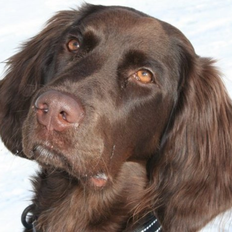 Vorstehhund langhåret-hunderase profilbilde hobbyhund rasedatabase