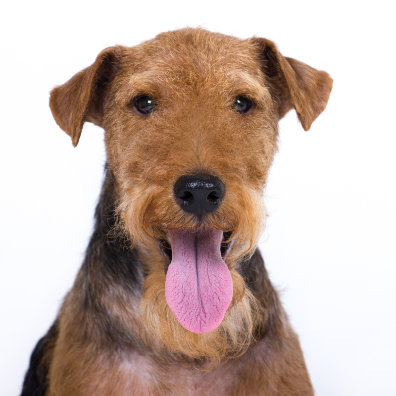 Welsh Terrier-hunderase profilbilde hobbyhund rasedatabase