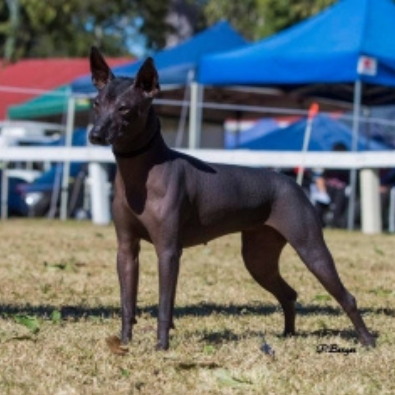 Xoloitzcuintile stor-hunderase profilbilde hobbyhund rasedatabase