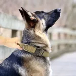Durable Military Tactical Dog Collar Adjustable Pet Nylon Training Rottweiler Dog Collar For Medium Large Dogs German Shepard 3