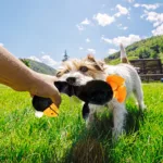 Pets Dog Toys Screaming Chicken Sound Toy Puppy Bite Resistant Chew Toy Interactive Squeaky Dog Toy Puppy Dog Accessories 5
