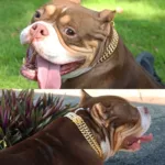 Strong Dog Chain Collar Gold Stainless Steel Pet Training Collars Cool Dog Metal Collar For Medium Large Dogs Pitbull Bulldog 5